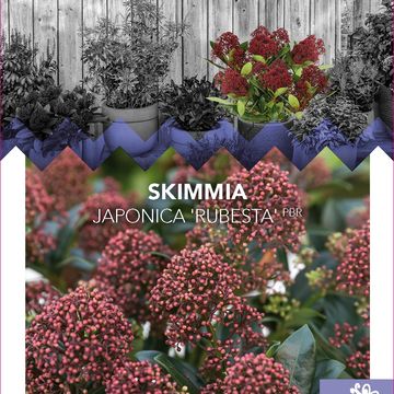 Skimmia japonica 'Rubella'