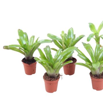 Nidularium schultesianum 'Fire Ball'