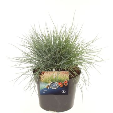 Festuca glauca 'Elijah Blue'