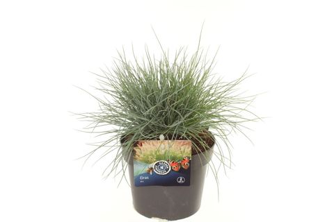 Festuca glauca 'Elijah Blue'