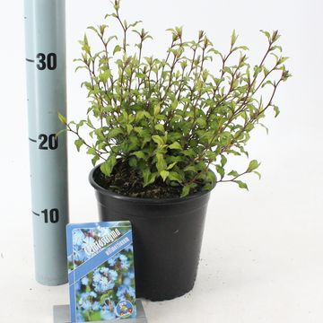 Ceratostigma willmottianum