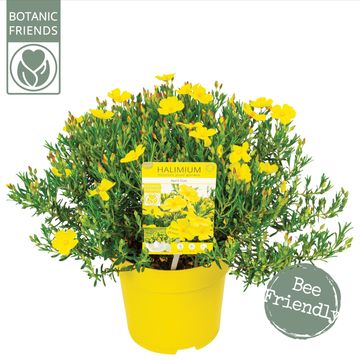 Halimium 'April Sun'