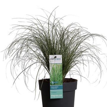 Carex comans 'Frosted Curls'