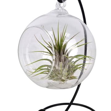 Tillandsia MIX