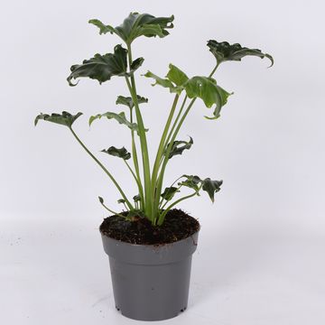 Filodendro 'Atlantis'