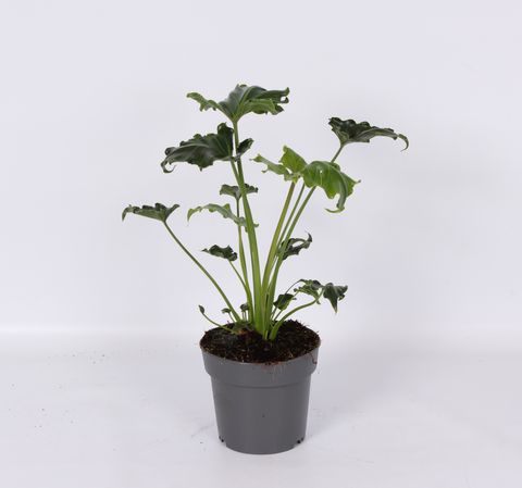Filodendro 'Atlantis'