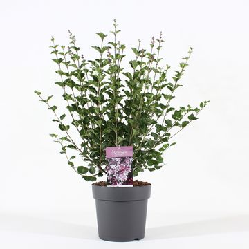 Syringa meyeri 'Palibin'