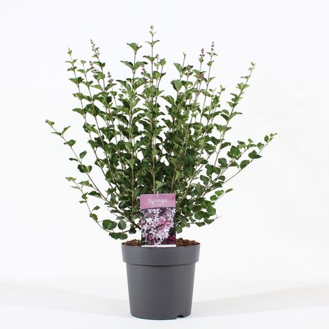 Syringa meyeri 'Palibin'