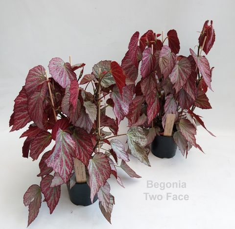 Begonia 'Two Face'