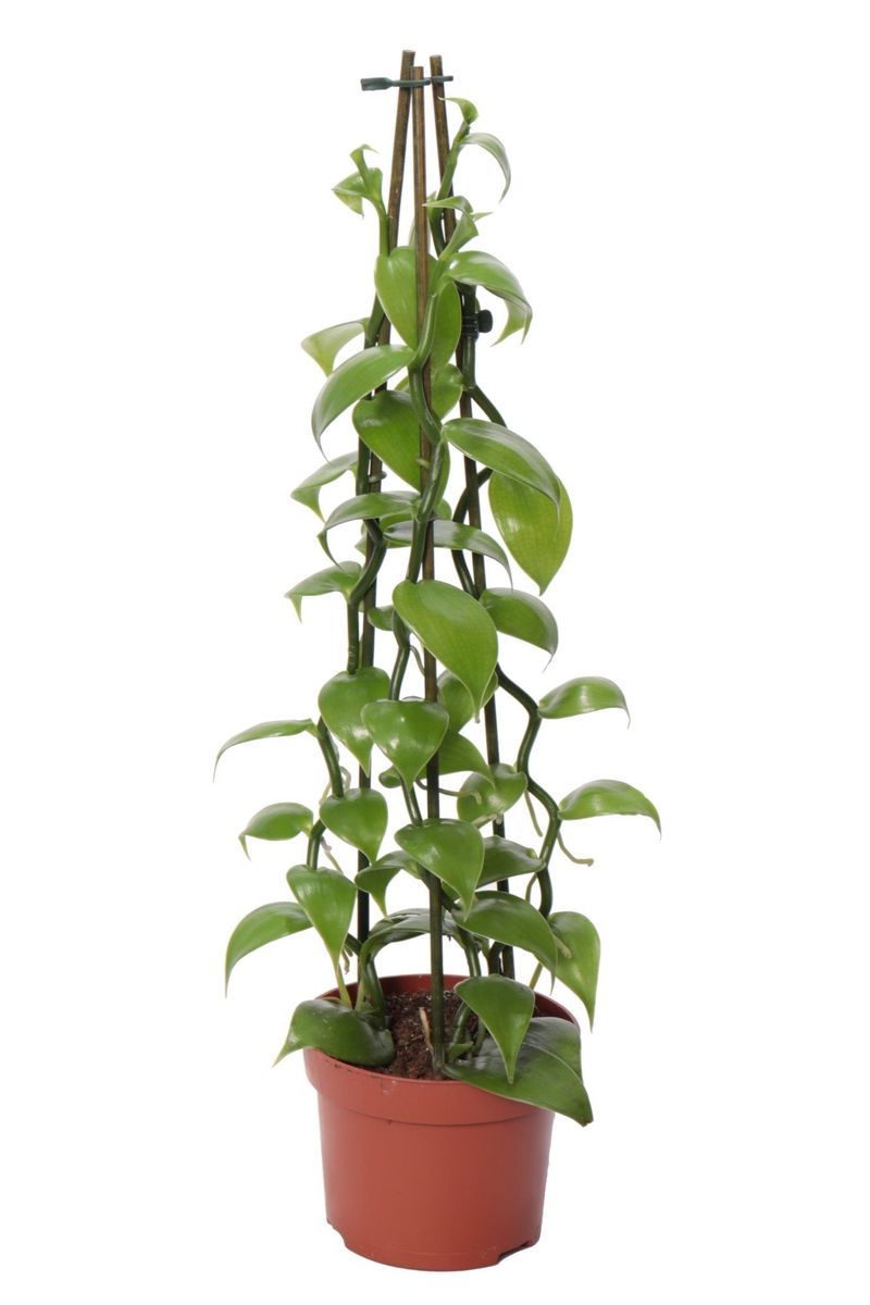 Vanilla planifolia — Plant Wholesale FlorAccess