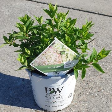 Hydrangea paniculata LITTLE LIME