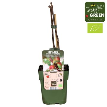 Ficus carica LITTLE MISS FIGGY