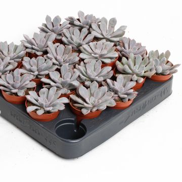 Echeveria 'Monica'