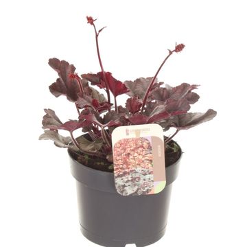 Heuchera micrantha 'Palace Purple'