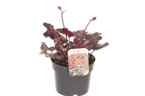 Heuchera micrantha 'Palace Purple'