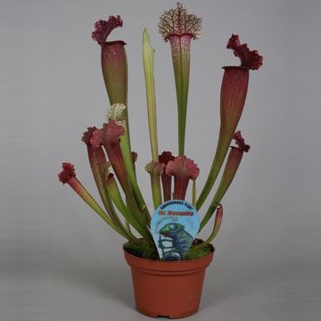 Sarracenia 'Juthatip Soper'