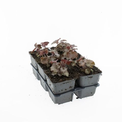 Heuchera micrantha 'Palace Purple'