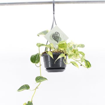 Epipremnum 'Churchill Gold'