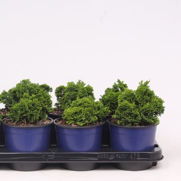 Chamaecyparis obtusa 'Nana Gracilis'