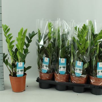 Zamioculcas zamiifolia