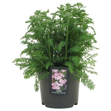 Achillea millefolium  MILLY ROCK ROSE