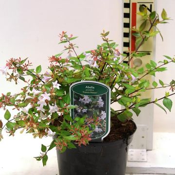 Abelia x grandiflora 'Francis Mason'