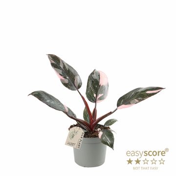 Philodendron 'Pink Marble'