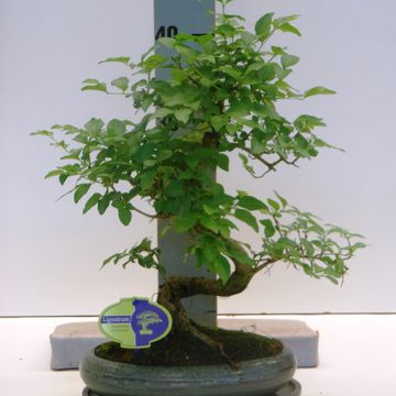 Ligustrum sinense