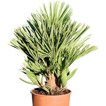 Chamaerops humilis 'Vulcano'