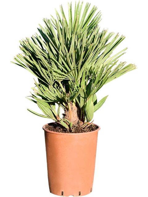 Chamaerops humilis 'Vulcano'