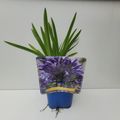 Agapanthus 'Monique'