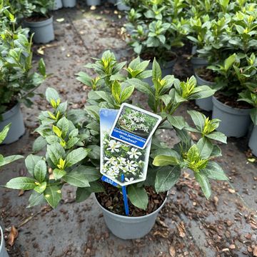 Gardenia jasminoides PINWHEEL