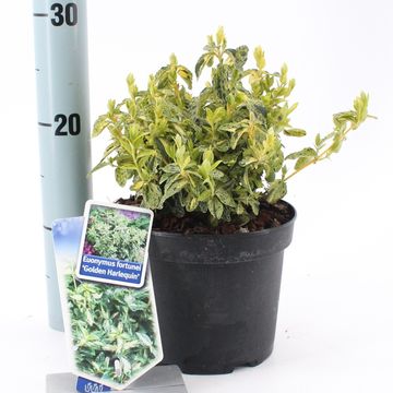 Euonymus fortunei GOLDEN HARLEQUIN