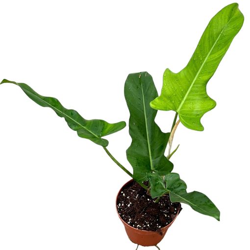 Philodendron 'Jerry Horne'