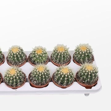 Echinocactus grusonii