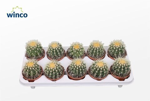 Echinocactus grusonii