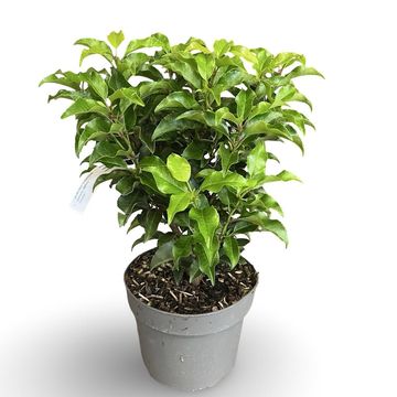 Prunus lusitanica 'Brenelia'