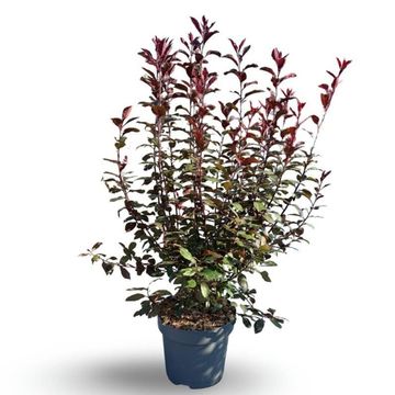 Prunus x cistena