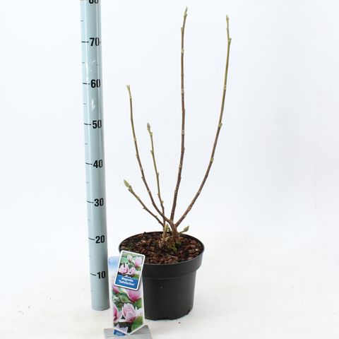 Magnolia x soulangeana 'Satisfaction'