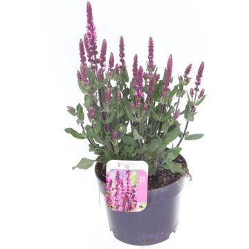 Salvia nemorosa 'Caradonna Compact'