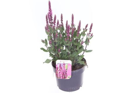 Salvia nemorosa 'Caradonna Compact'