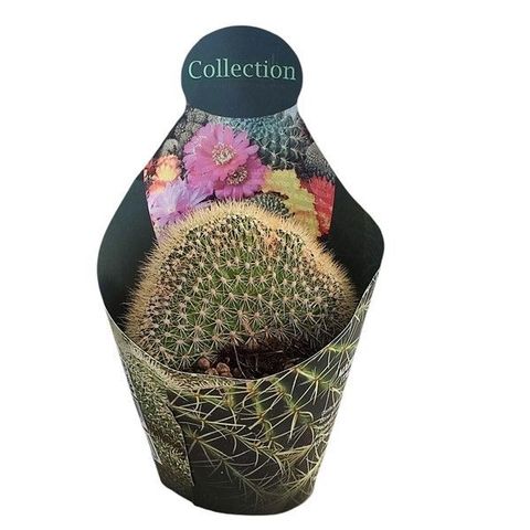 Vatricania guentheri cristata