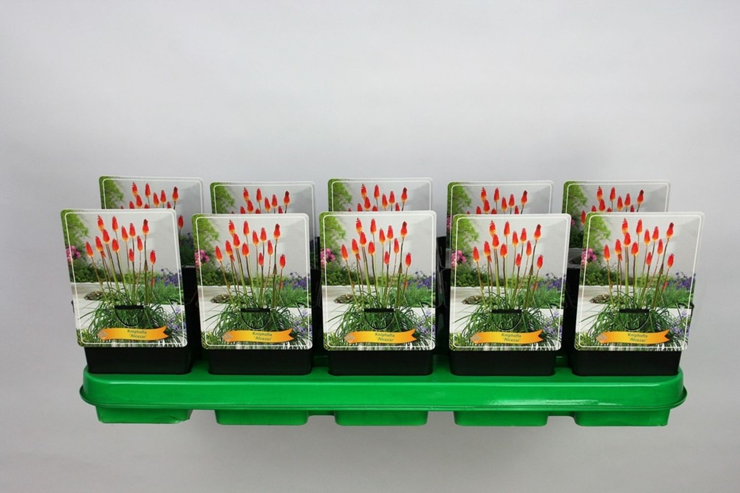 kniphofia-alcazar-floraccess