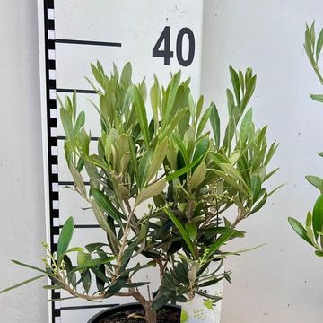 Olea europaea