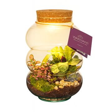Düzenlemeler Terrarium