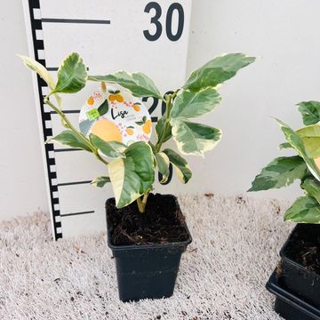 Citrus limon 'Variegata'