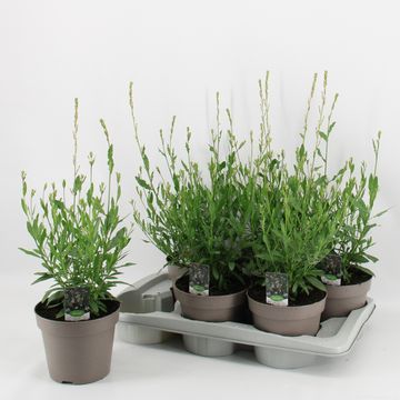 Gaura lindheimeri GEYSER WHITE