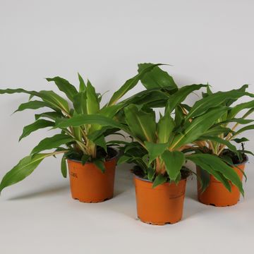 Chlorophytum orchidastrum 'Fire Flash'