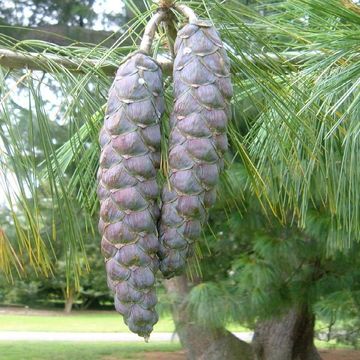 Pinus wallichiana