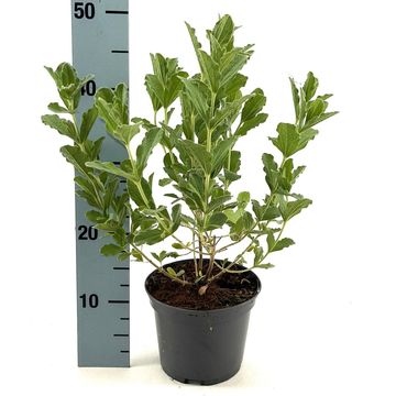 Brachyglottis compacta